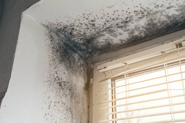 Affordable Bathroom Mold Removal solutions in Bear Lake, MI